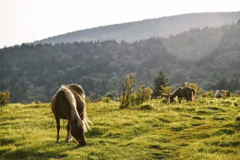 Grayson Highlands