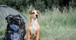 Is the Appalachian Trail Dog-Friendly?