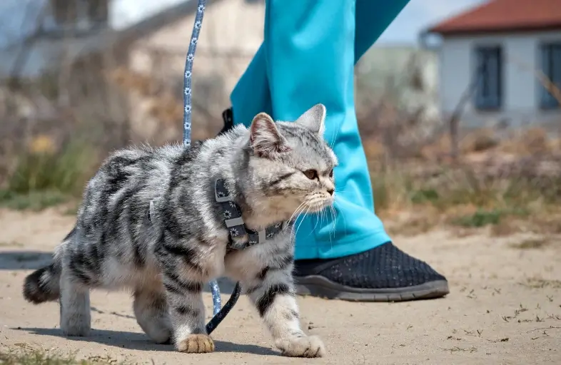 Not every cat loves the outdoors. If your cat is strong, you are lucky. Your cat will love outdoor adventures.