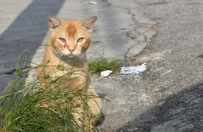 Putting your cat's comfort first should be your number one priority. If your cat does not feel safe, your hiking will be finished at that time.