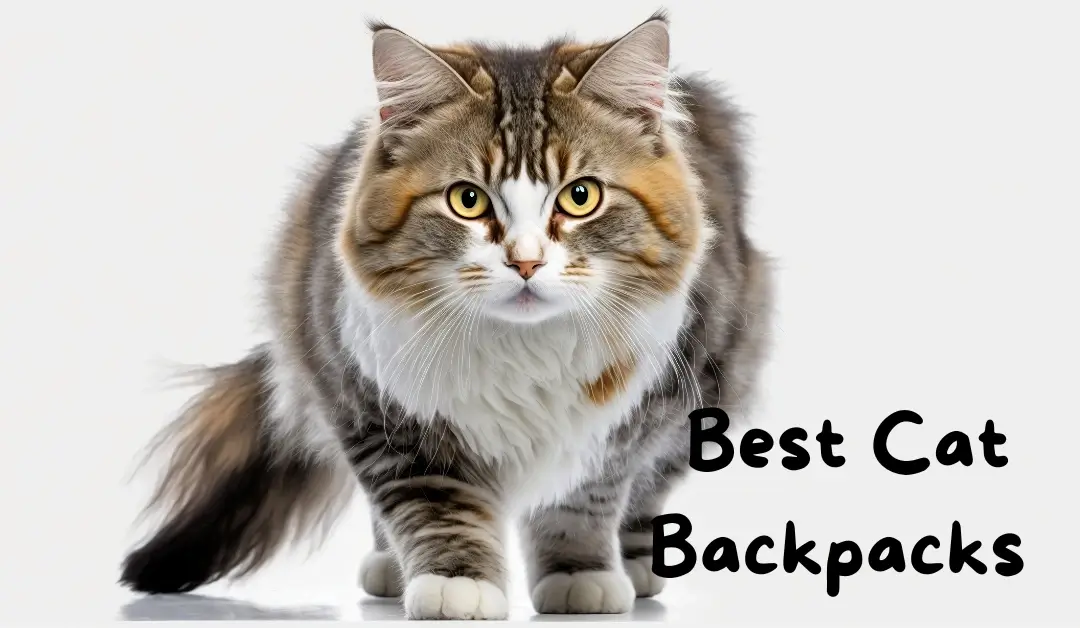 Top 5 Best Cat Backpacks for Hiking All Time