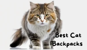 Best Cat Backpacks for Hiking for a Comfortable Journey